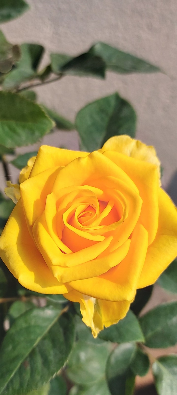 Yellow Rose