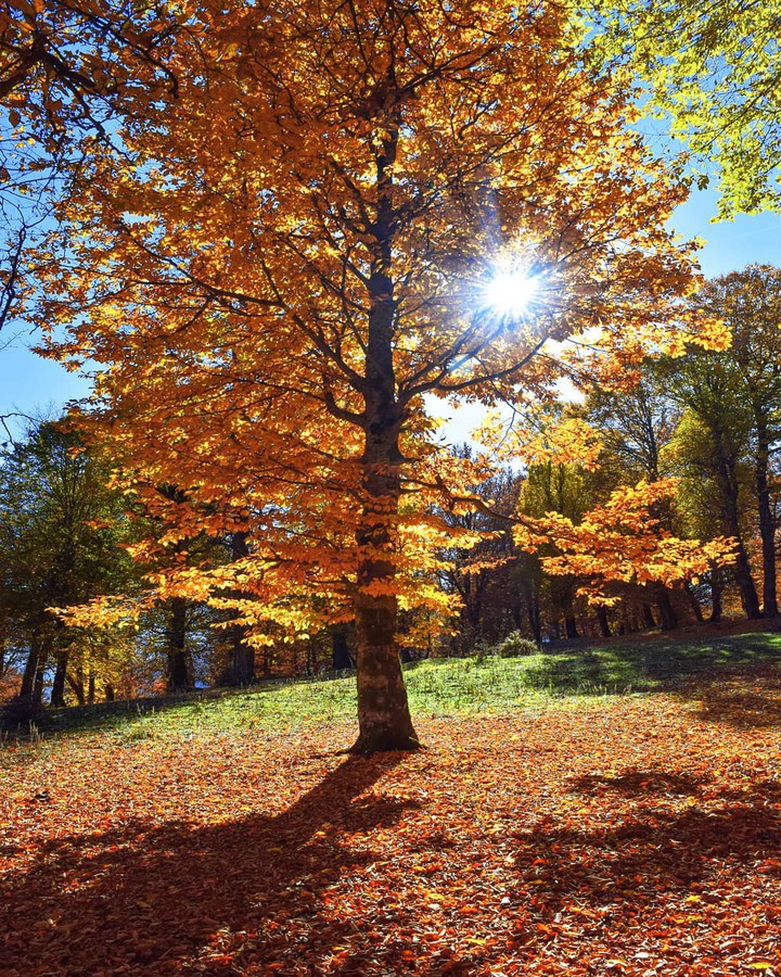 Mazichal Nature
