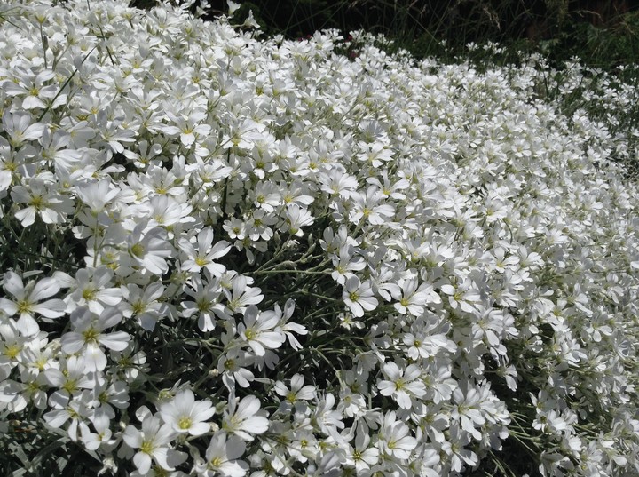 The purity