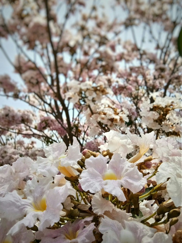 Flowers Flowers Everywhere ! 