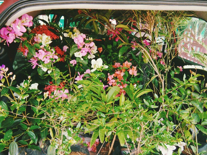 bougainvilla