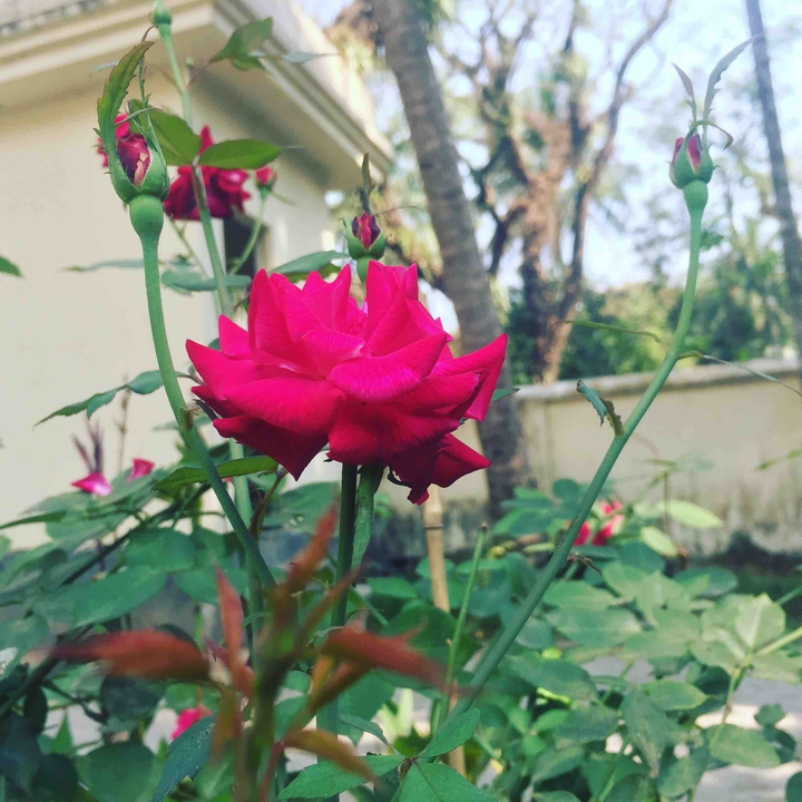 Roses