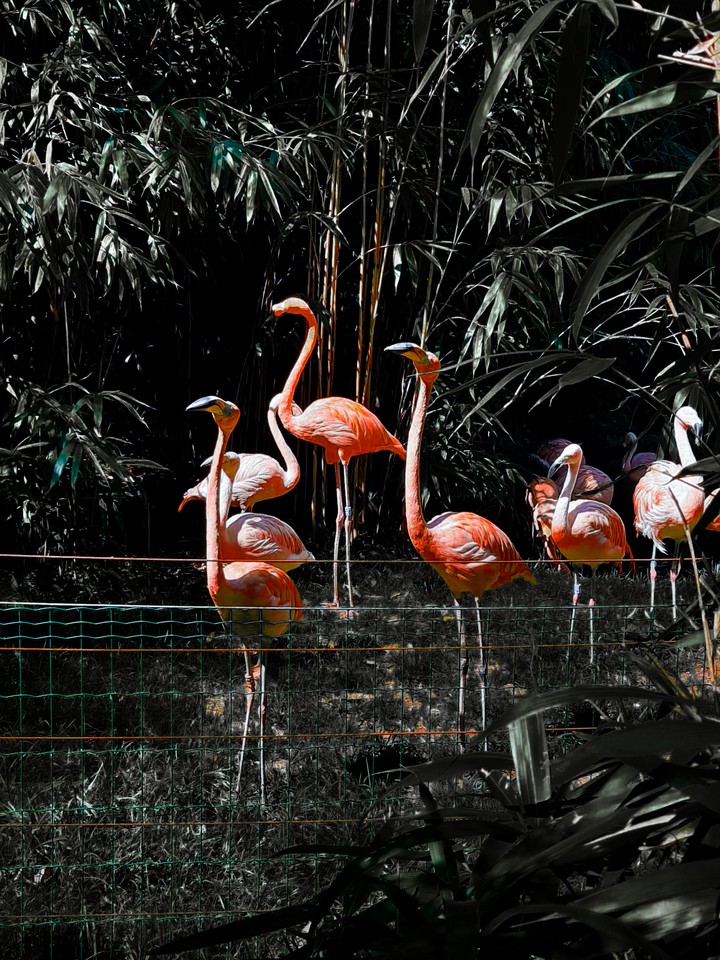 Flamingo ❤