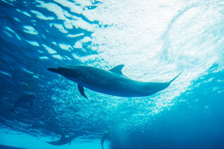 Fish that swim freely