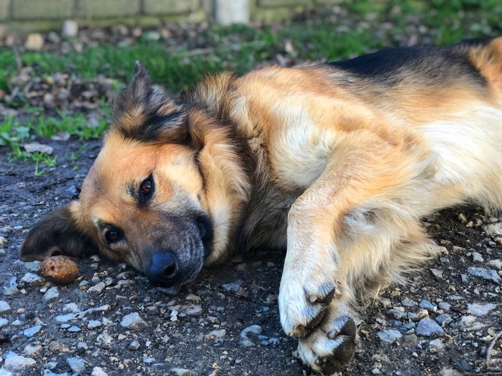 german shepherd ~paşa