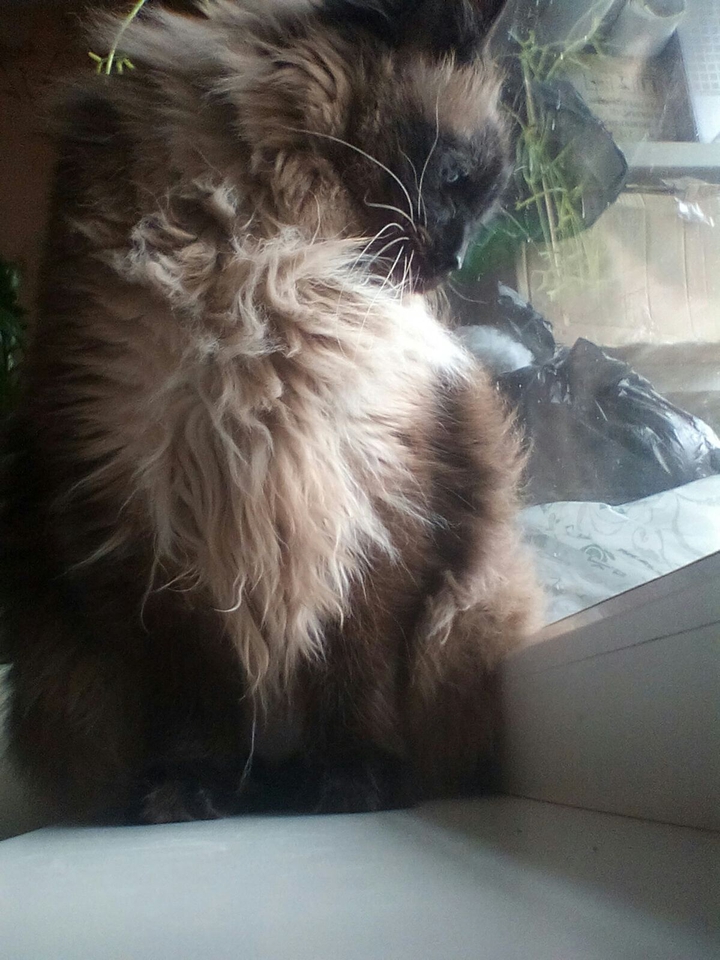 cat