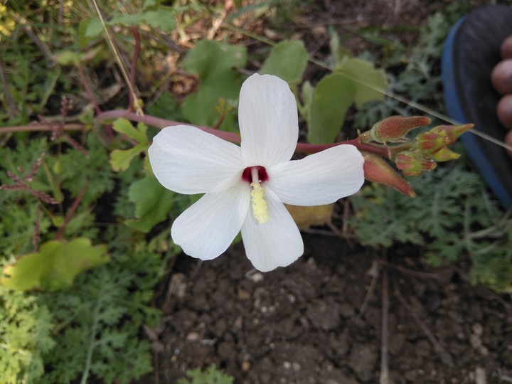 Flower
