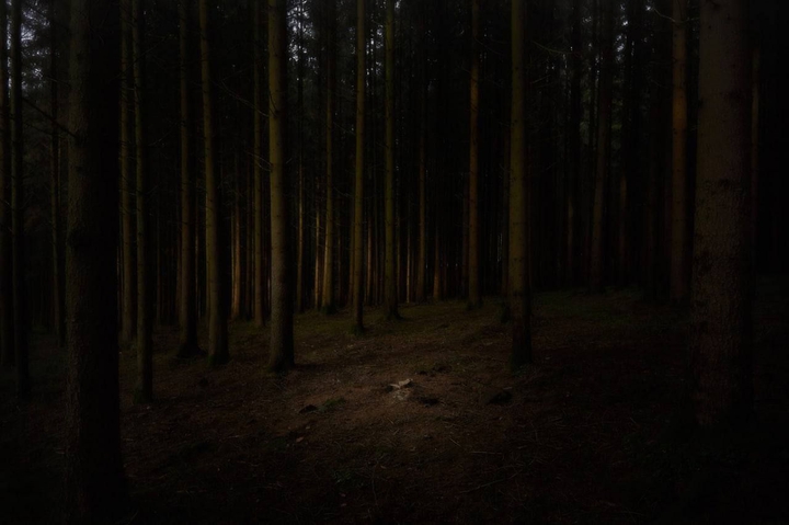 dark forest