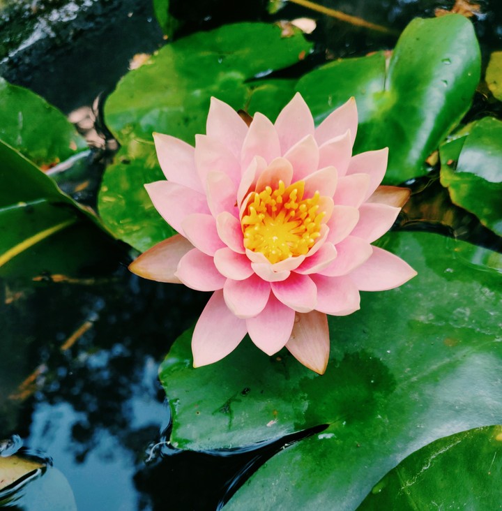 Pink waterlily