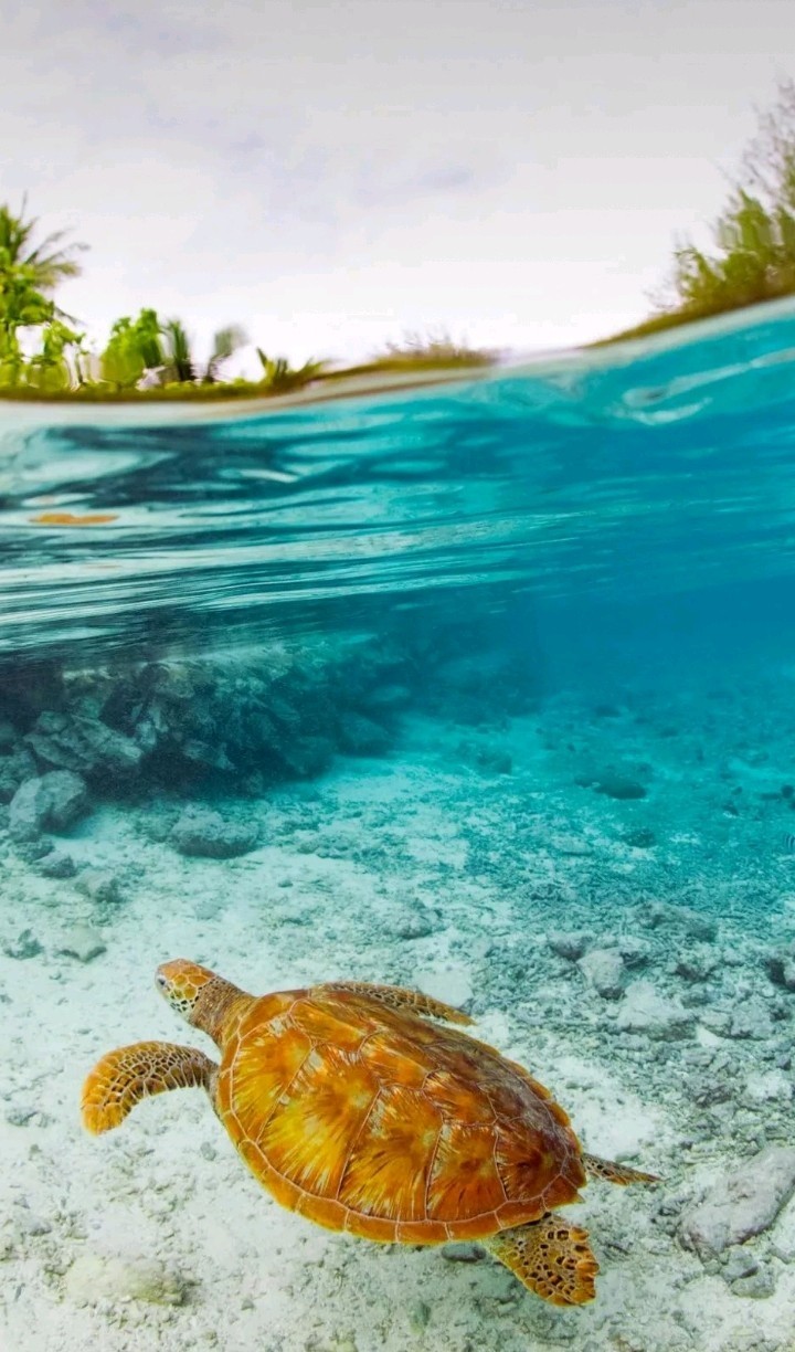 Tortoise