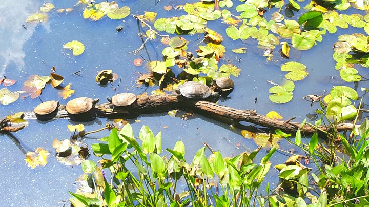 sunbathing