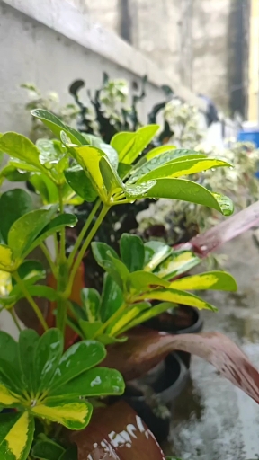 slowmo