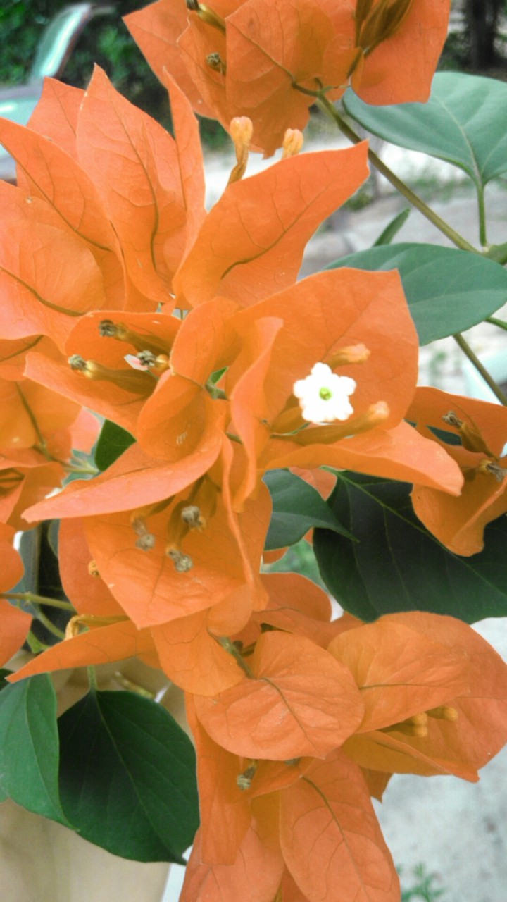flowers