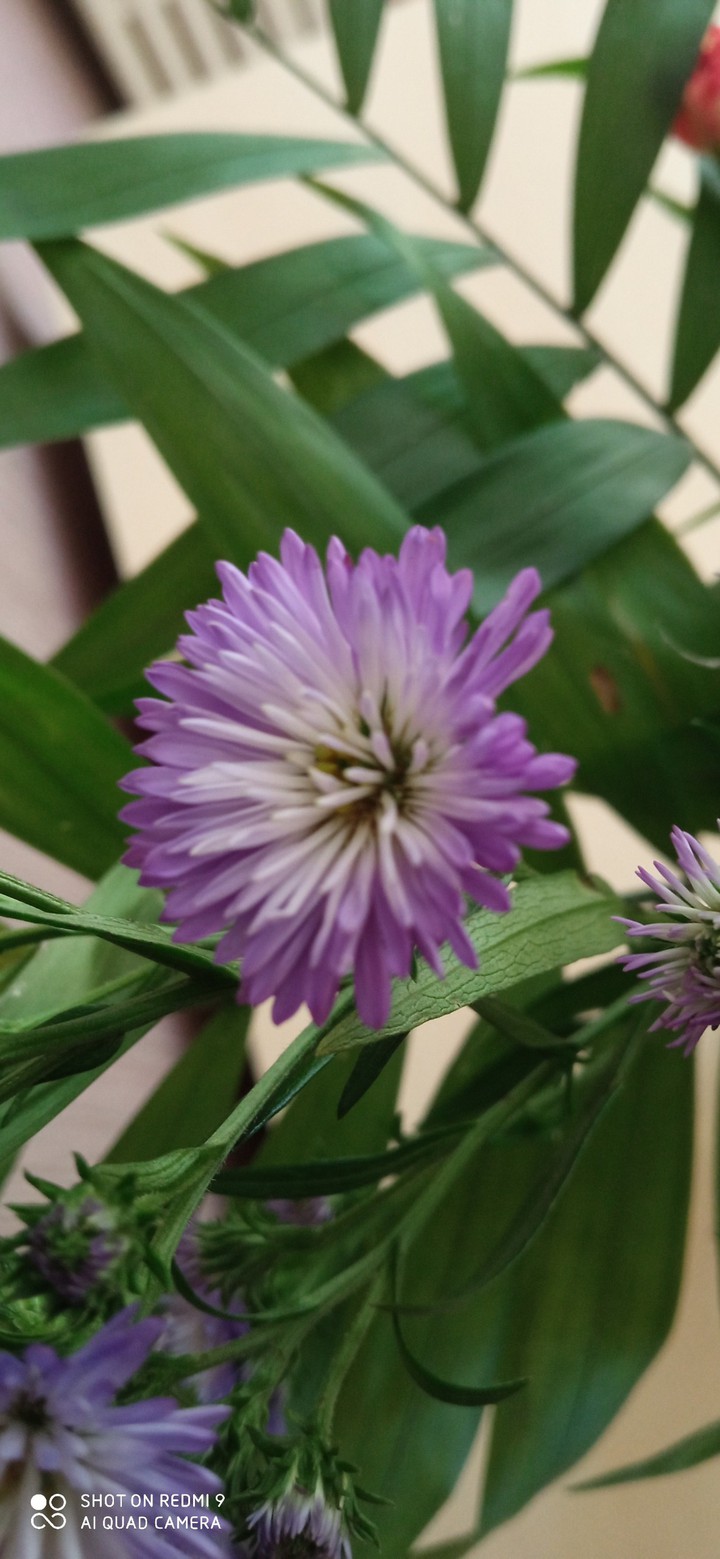 fleure