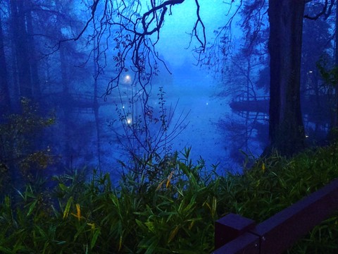 Fog in the Forest