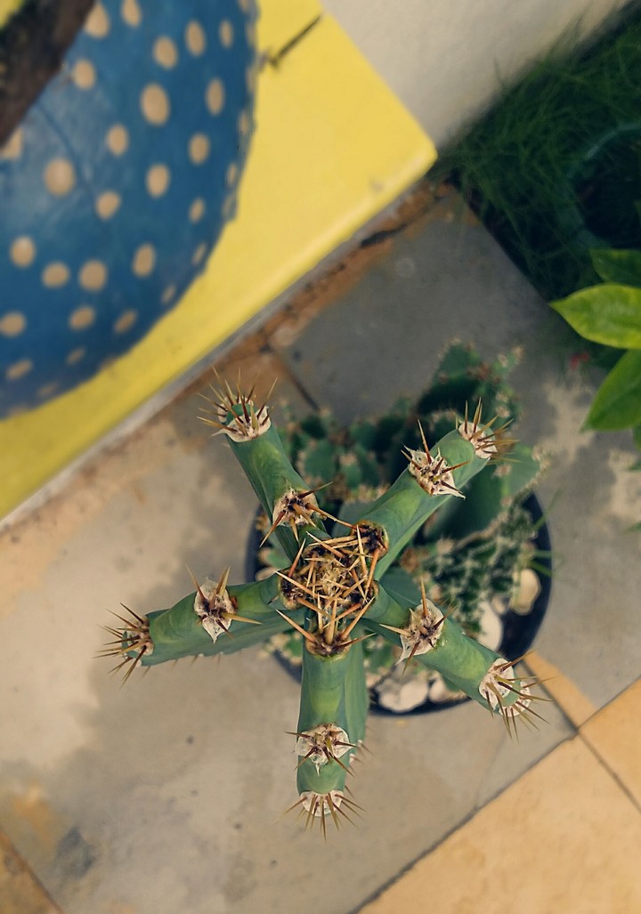 Thorns