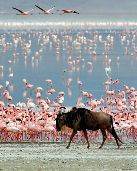 روعه