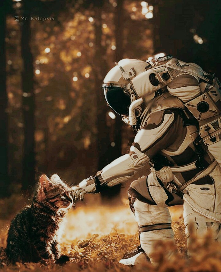 Animals and future humans