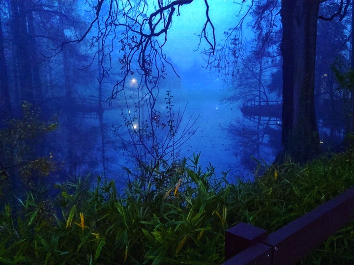 Fog in the Forest