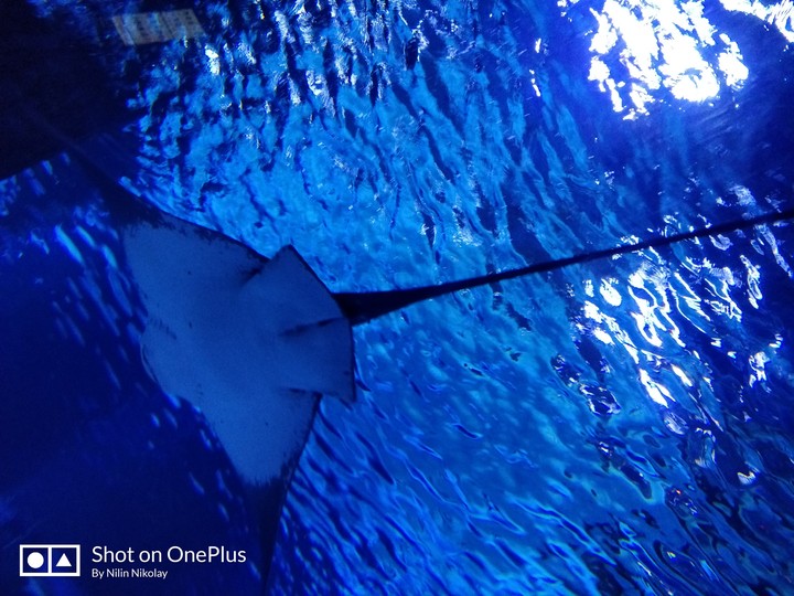 stingray