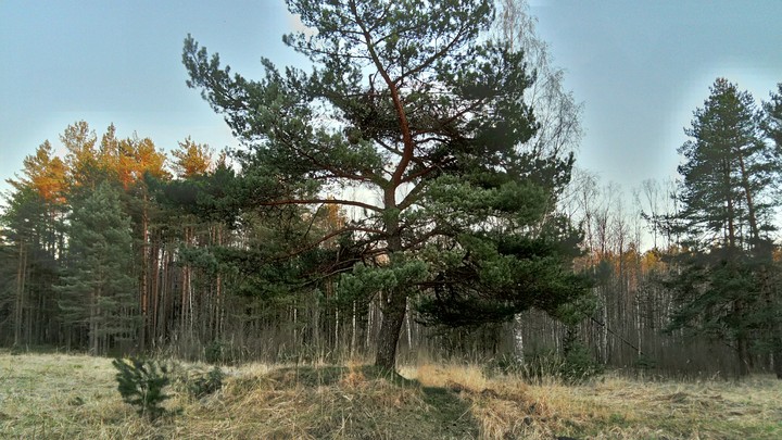 Loneliest tree (pine)