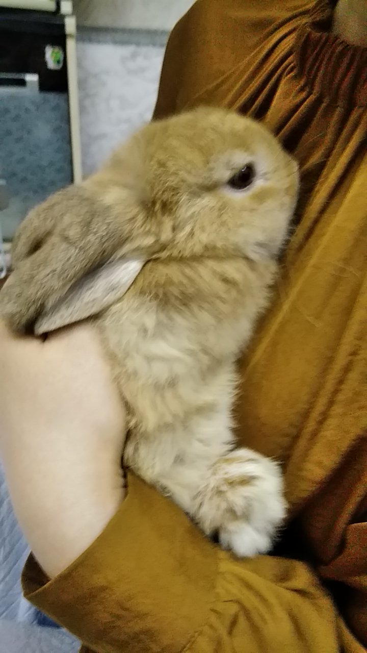 チャイ??