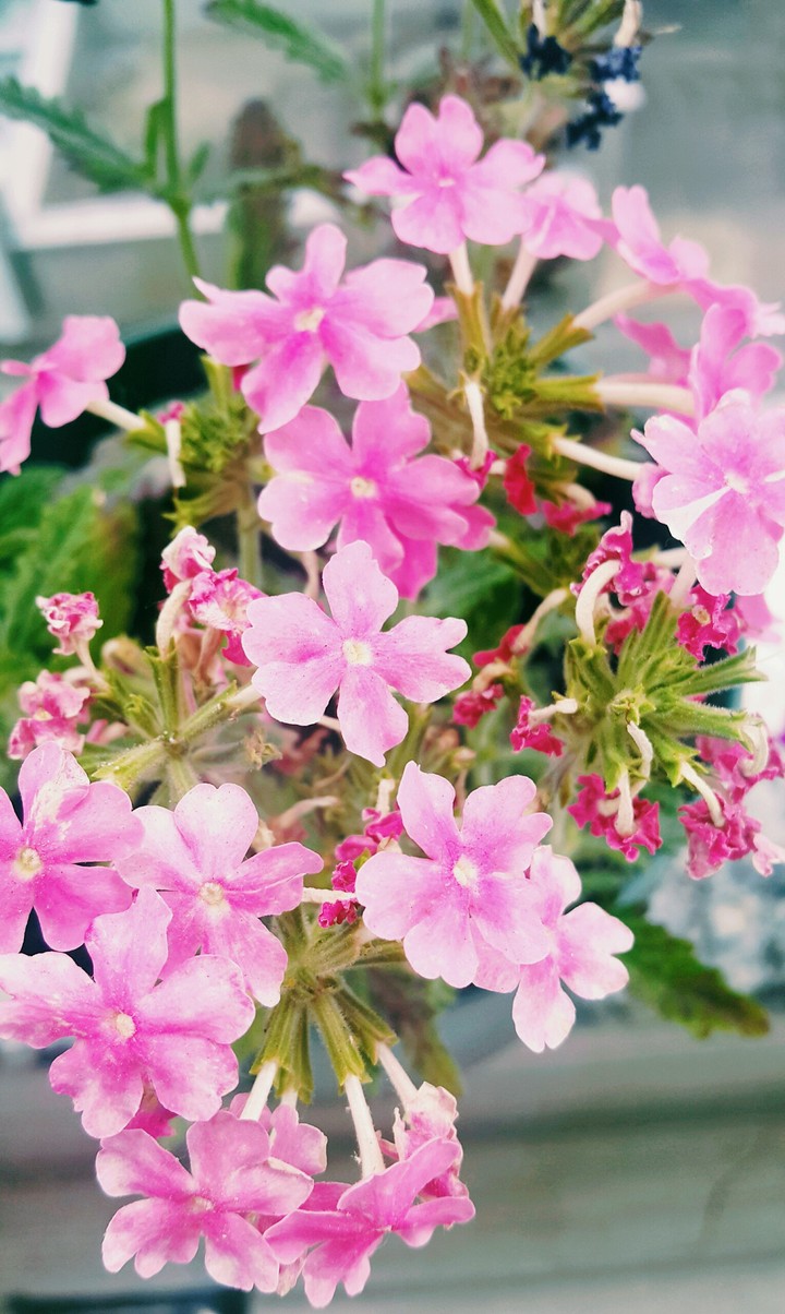 Happy flowers 