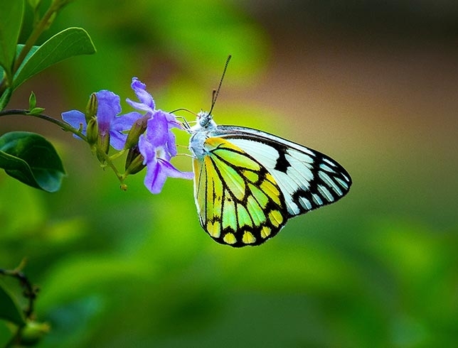 butterfly
