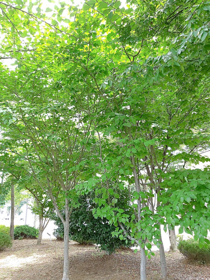 여름 나무