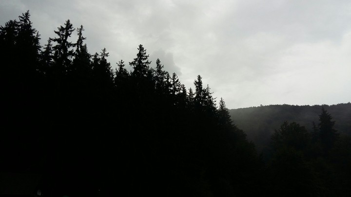 Trees