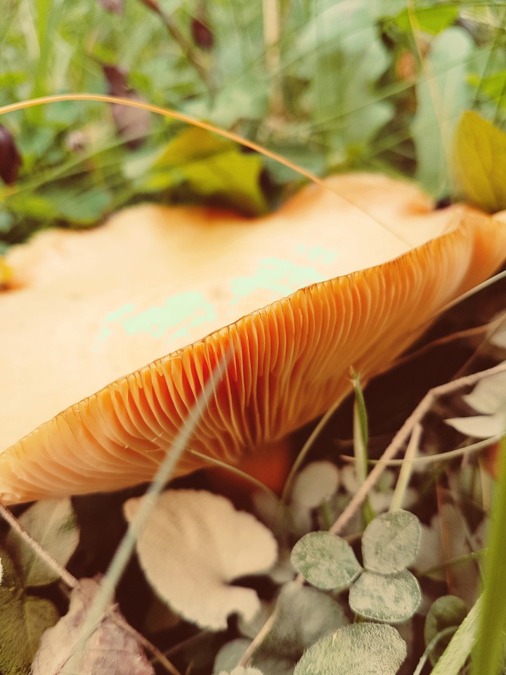 Mushroom