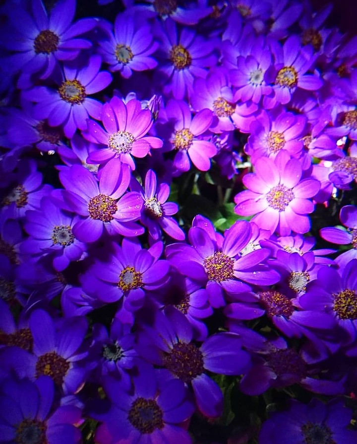 purple