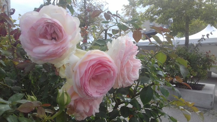 Roses