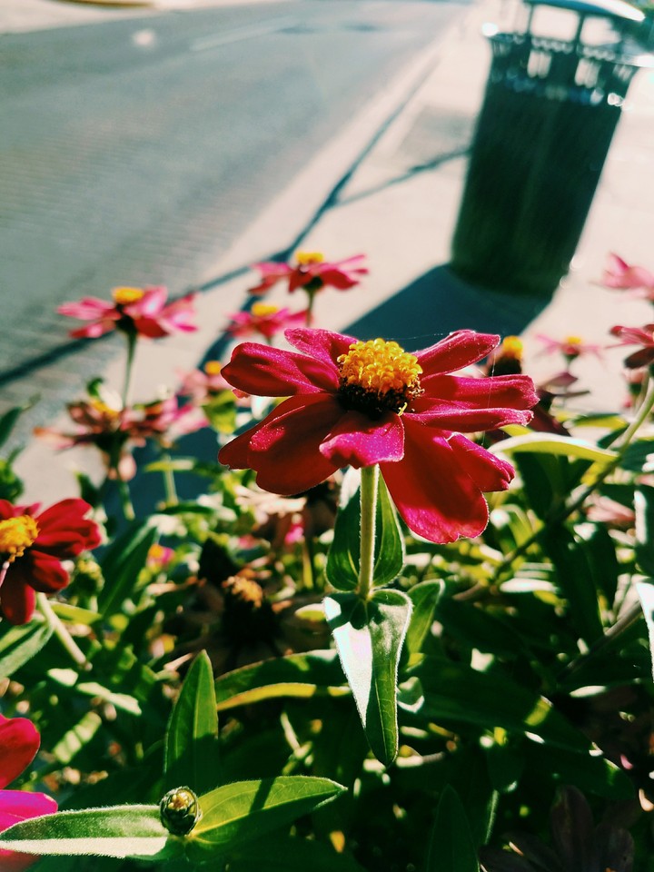 pink and yellow