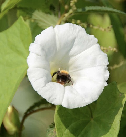 morningglories, ipomoea वॉलपेपर