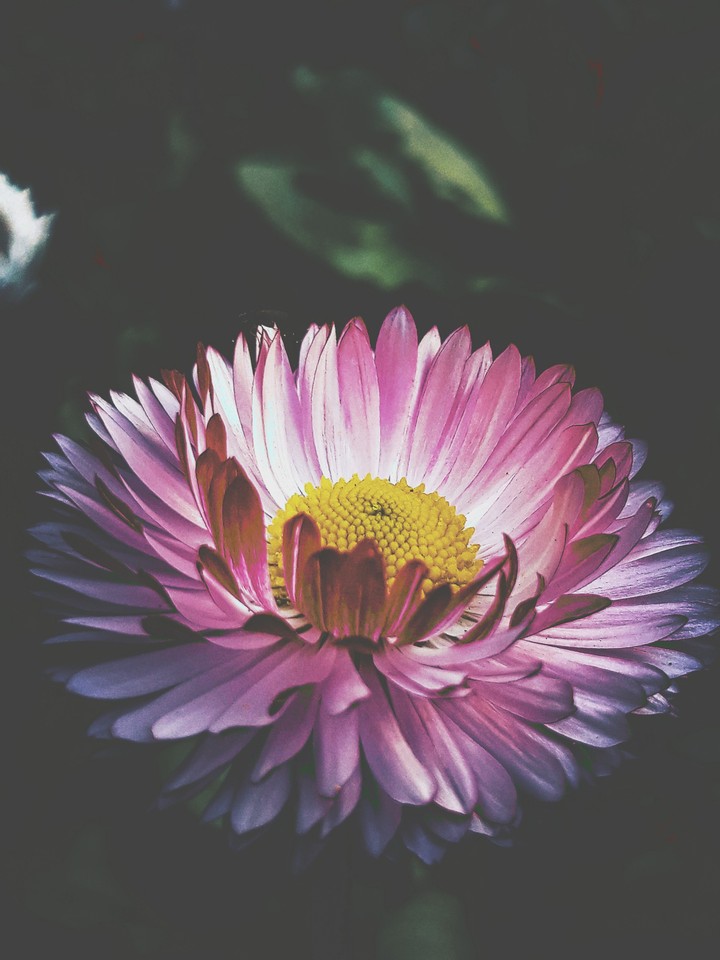 flower hug the sun for good night