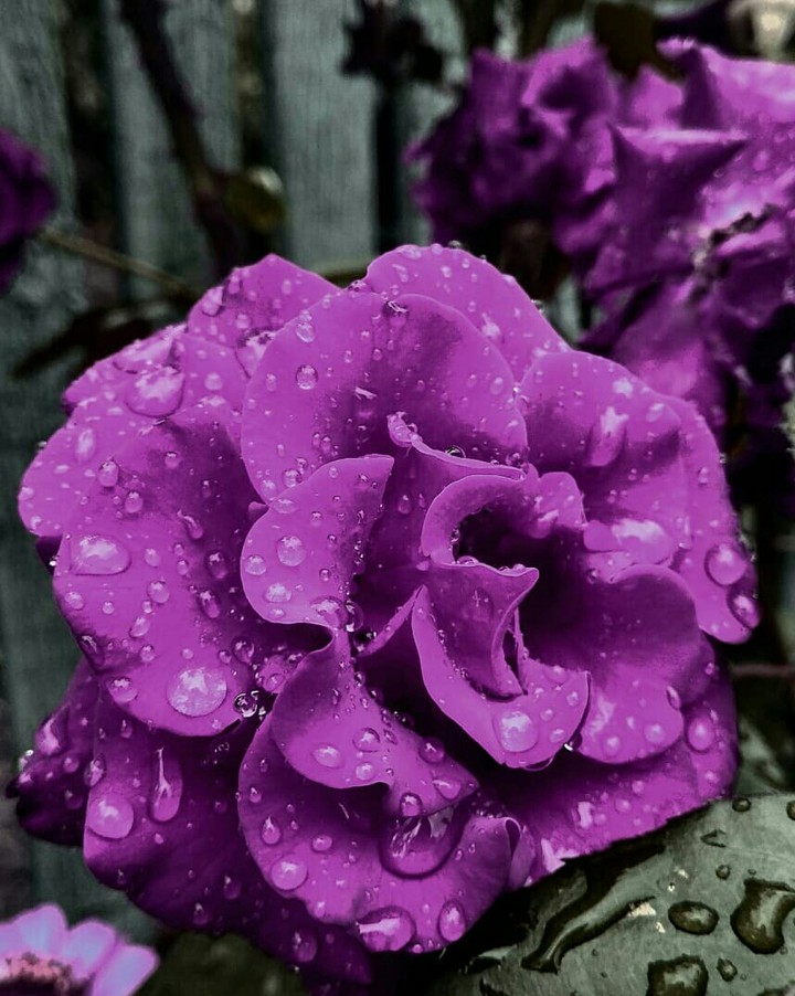 Purple Rose