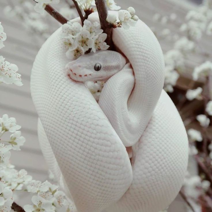 albino