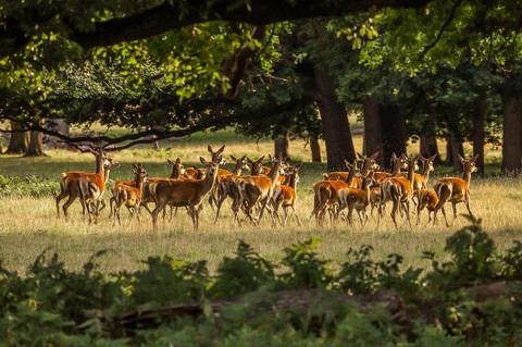 horn, impala वॉलपेपर