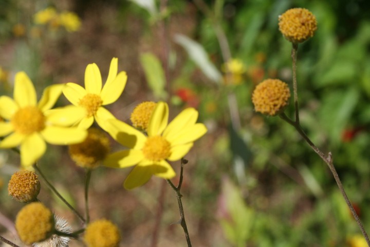 #yellow#flower#nature#winter