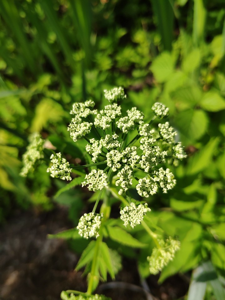 White flowers