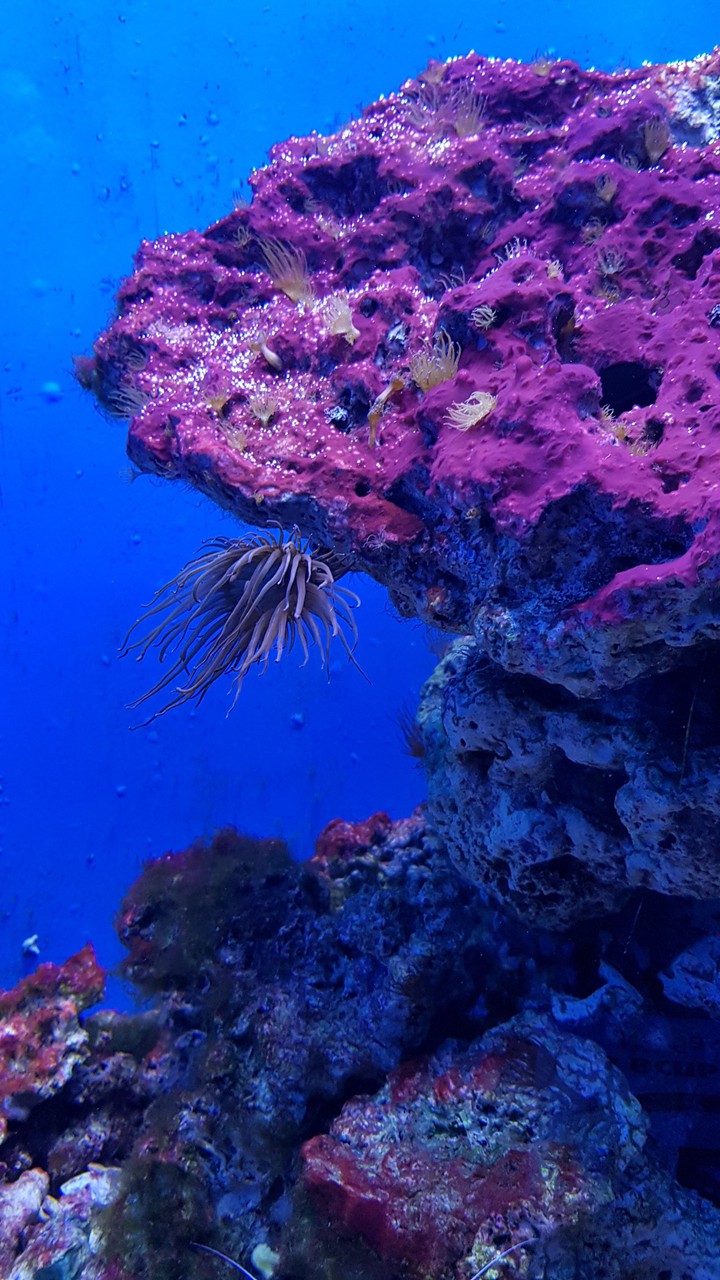 oceanarium