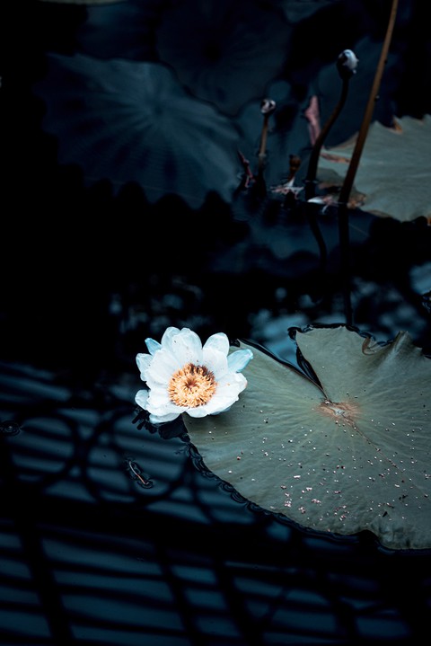 خلفيات leaf, plant