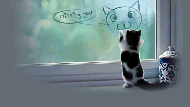 miauuuuuuuu