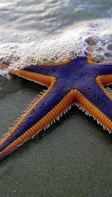 estrella