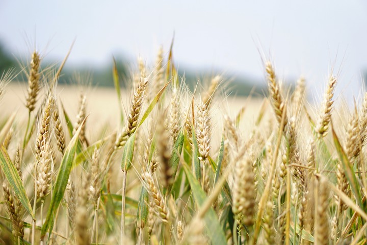 agricultural