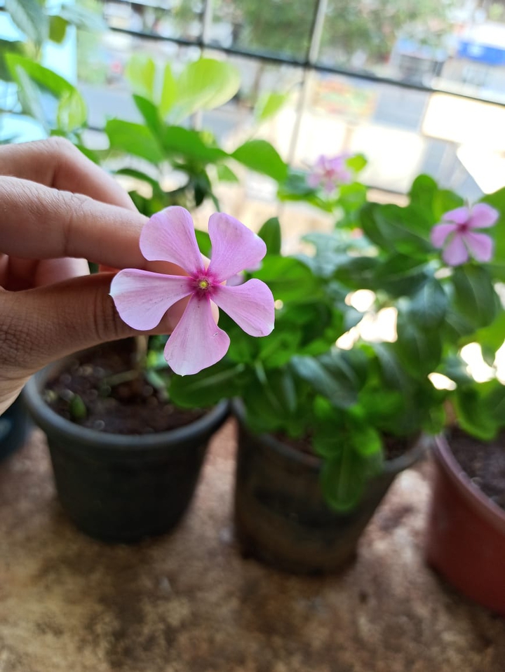 Periwinkle !!!