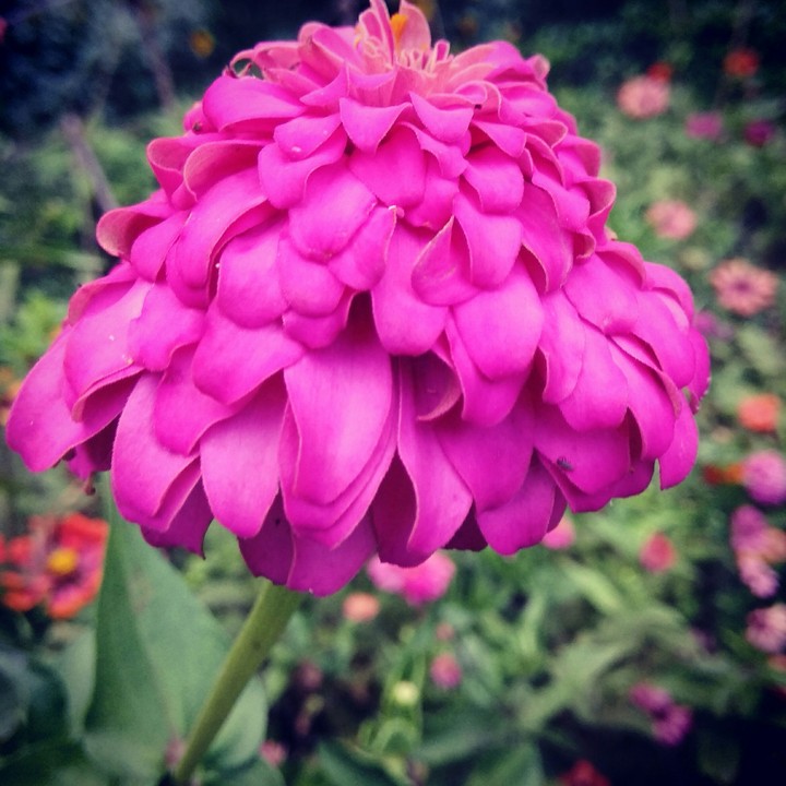 unknown flowers