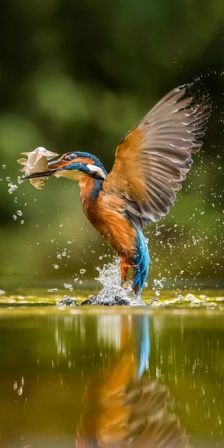 kingfisher