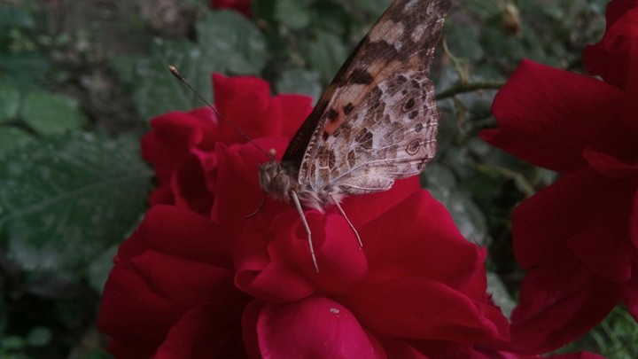 ROSE